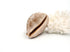 Creamy Brown and Beige Cowrie Shell